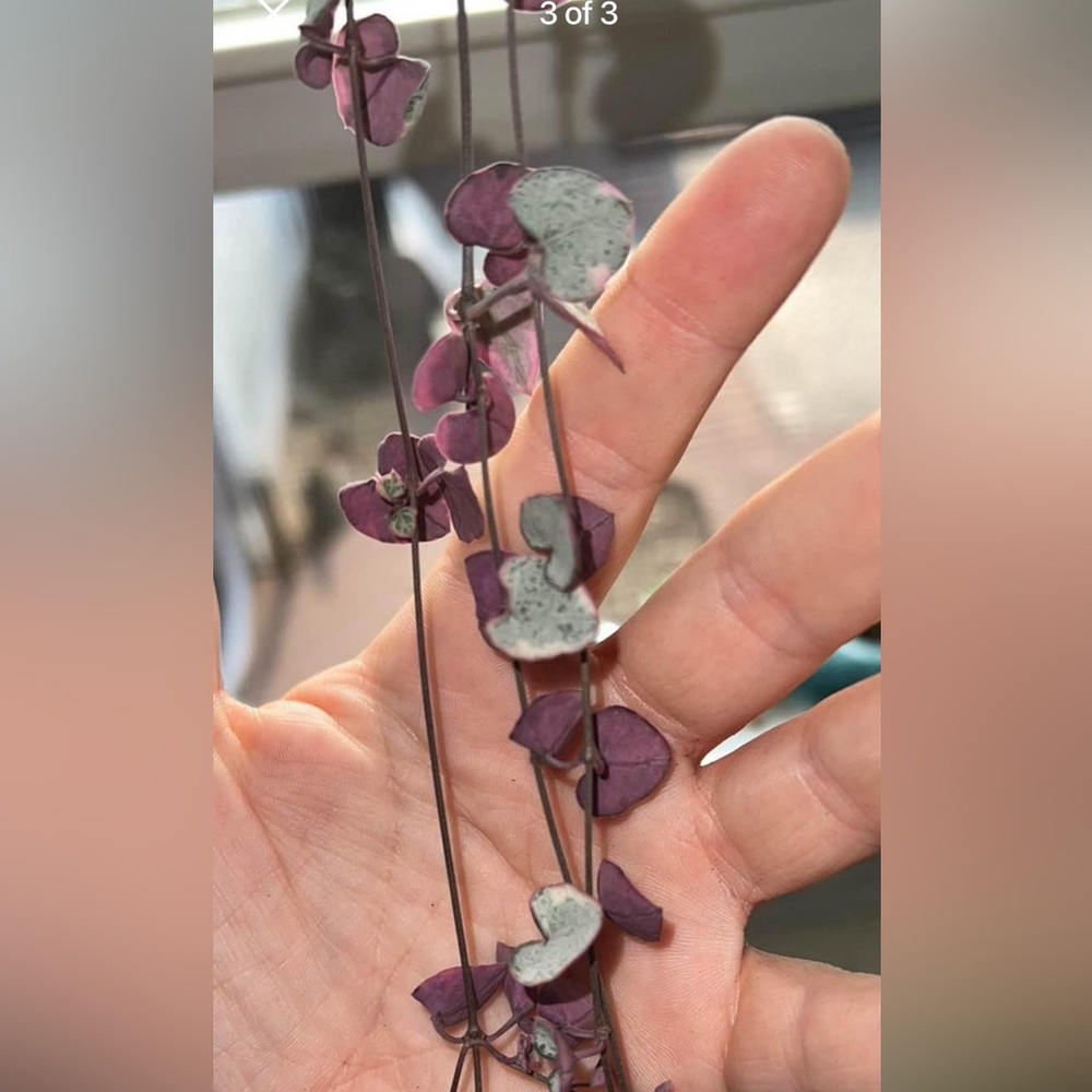 String of hearts 6 nodes